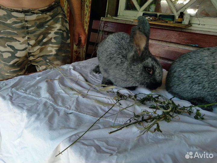 Полтавское серебро