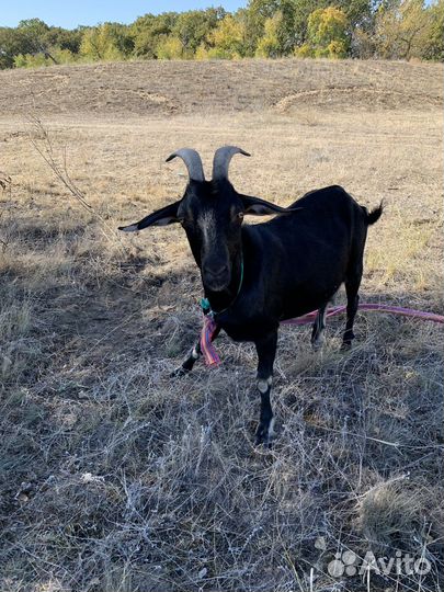 Коза дойная