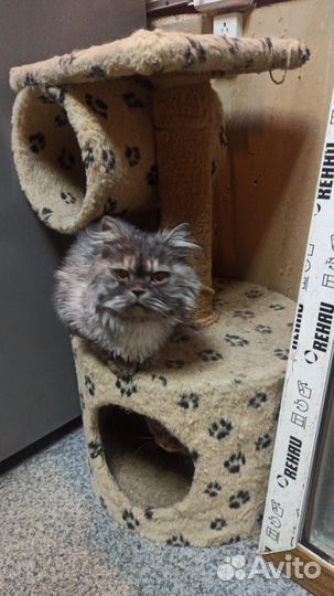 Кошечка в добрые руки
