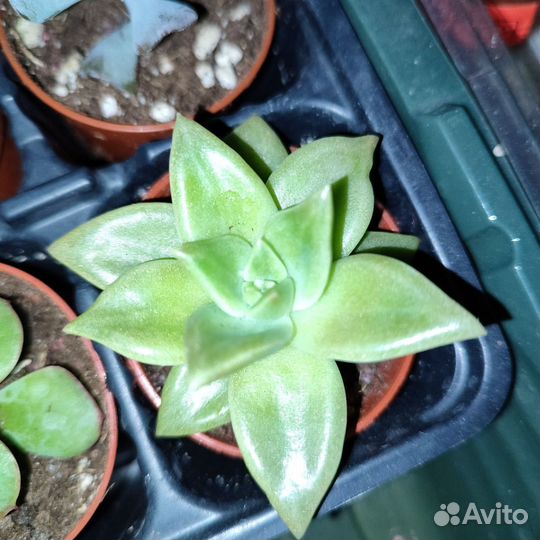 Суккуленты