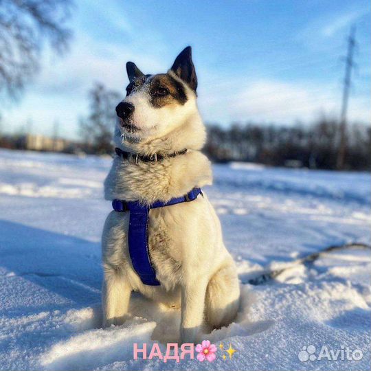 Красавец-пес в добрые руки