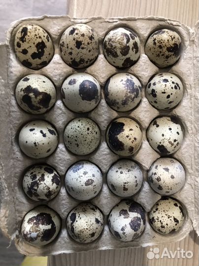 Яйцо перепелиное