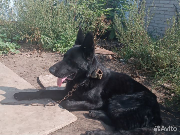 Черная немецкая овчарка