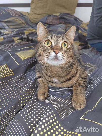Отдам кота в добрые руки