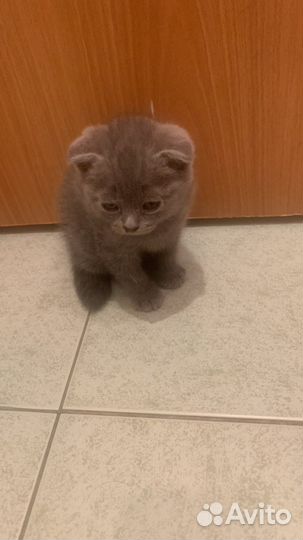 Шотландская вислоухая котята