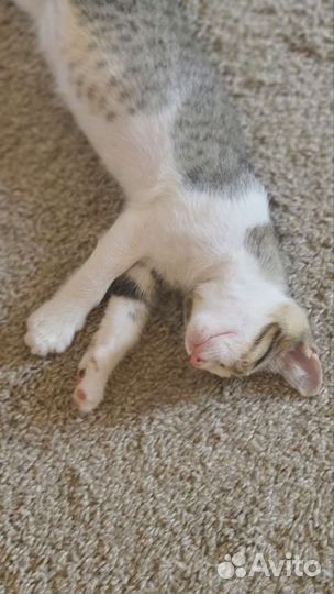 Котенок