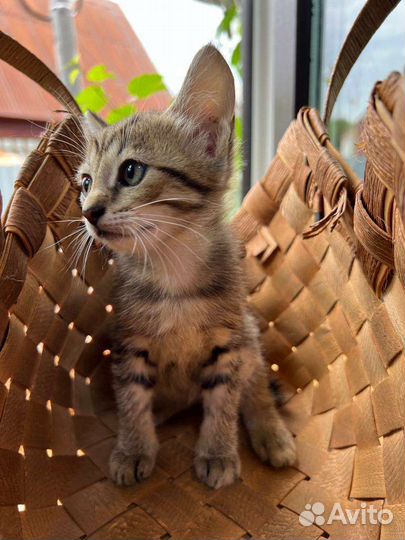 Кошки бесплатно