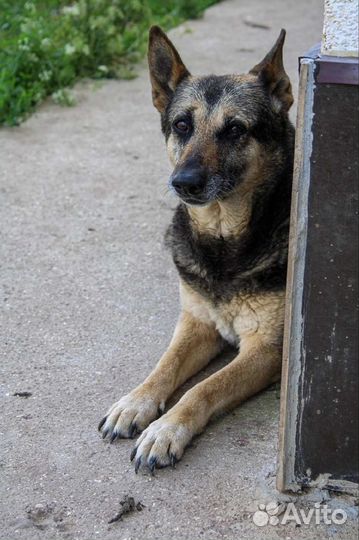 Собака в добрые руки