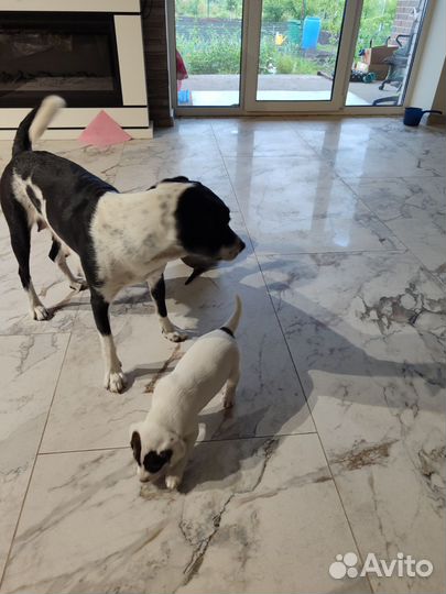 Собака в добрые руки отдам бесплатно