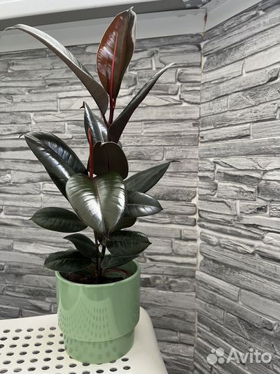 Фикус Эластика Черный Принц двойной