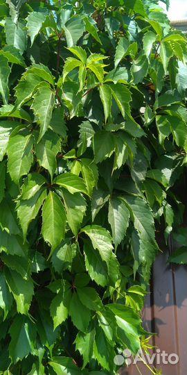 Девичий виноград