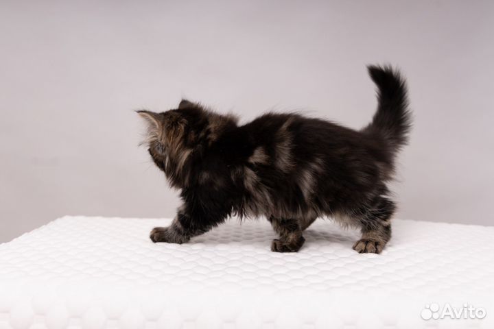 Сибирские котята питомник