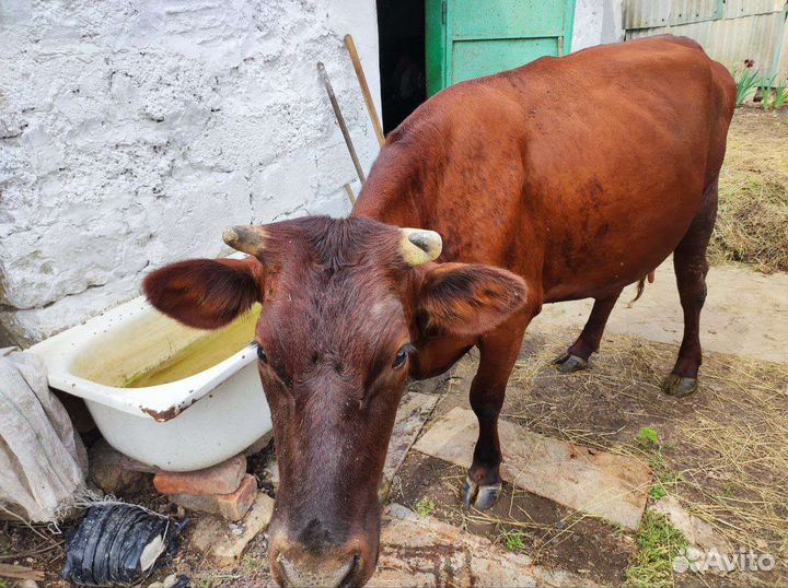 Коровы дойные молочные