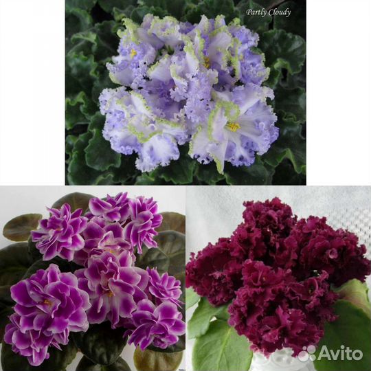 Фиалки (детки и ук. листочки)