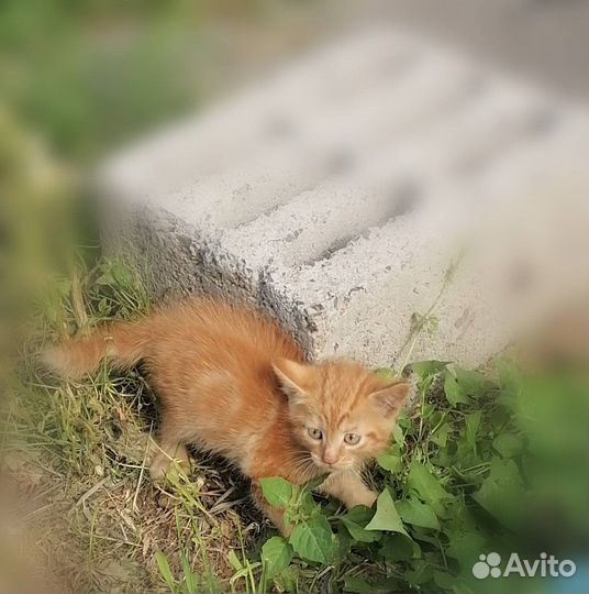Котята в добрые руки