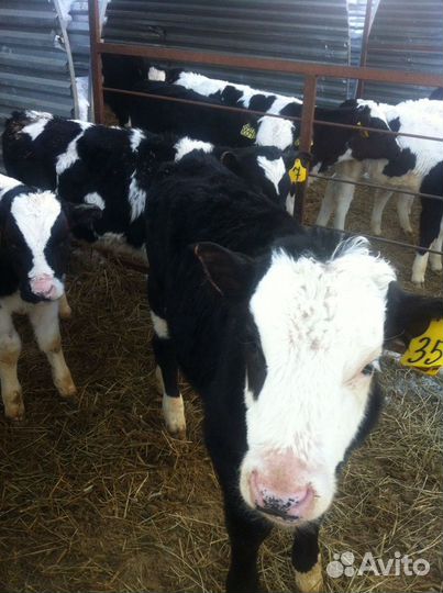 Бычки телята скороспелые