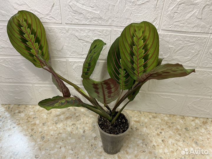 Маранта триколор