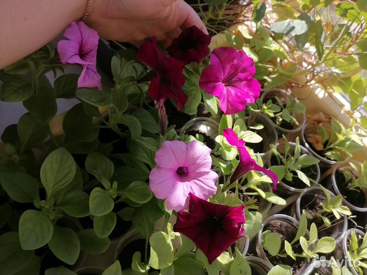 Рассада ампельной петунии