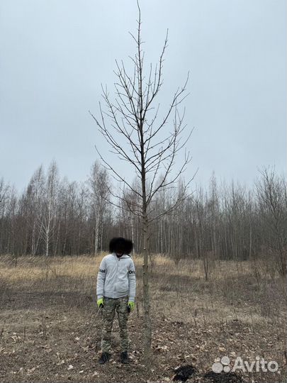 Клен остролистный