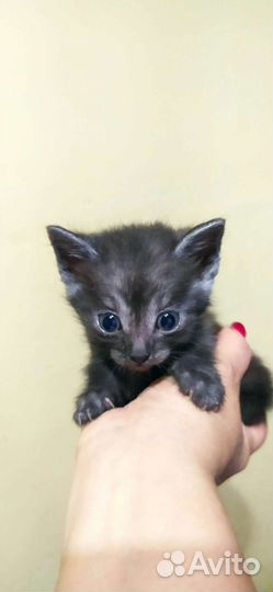 Кошки в добрые руки бесплатно