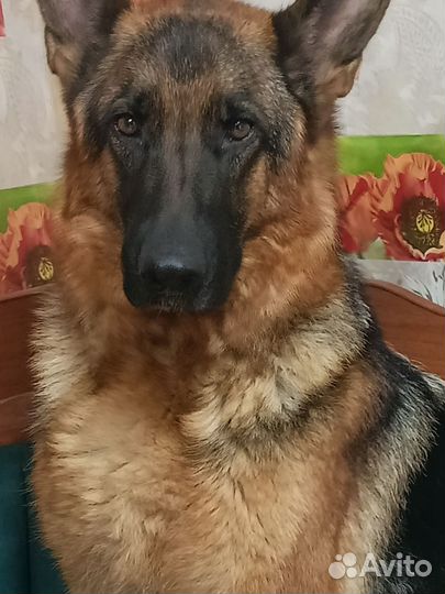 Щенки немецкой овчарки