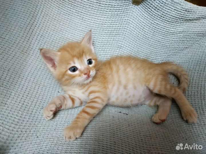 Отдам бесплатно в добрые руки котёнка