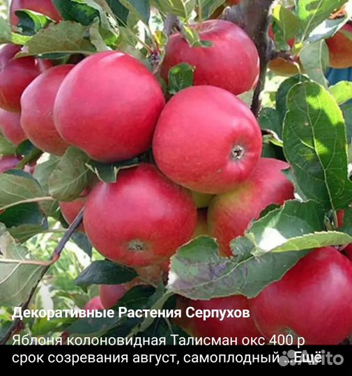 Саженцы