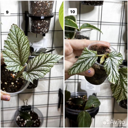 Комнатные растения