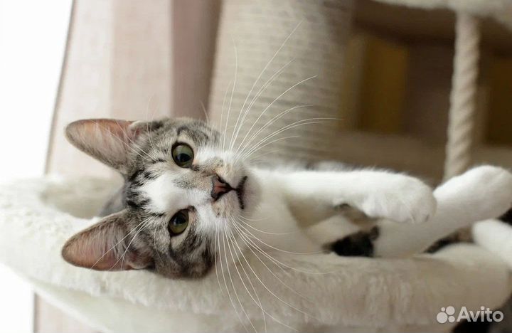 Косоглазенький кот-компаньон Пломбир