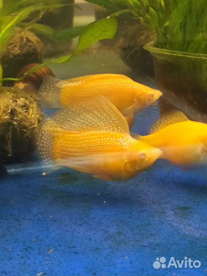 Велиферы Альбино Оранж