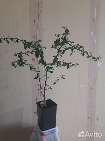 Микроцитрус Фаустрайм