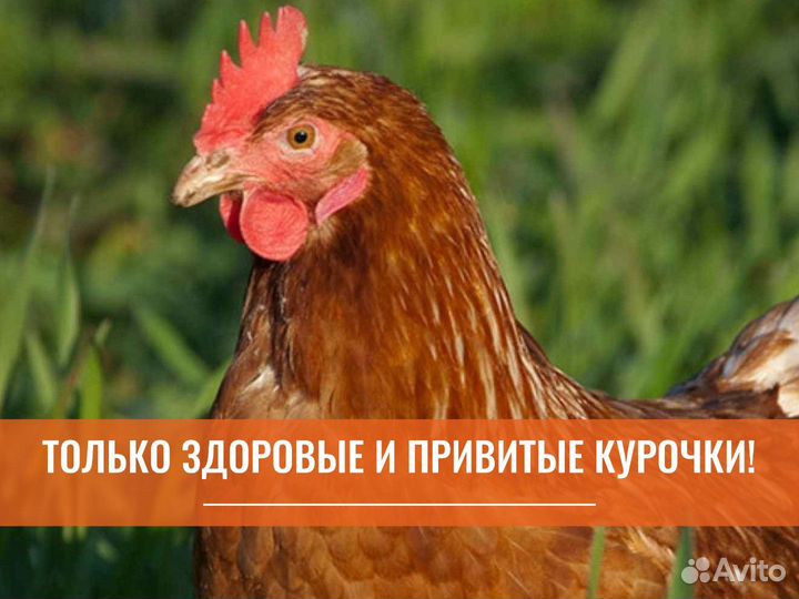 Курица несушка молодняк