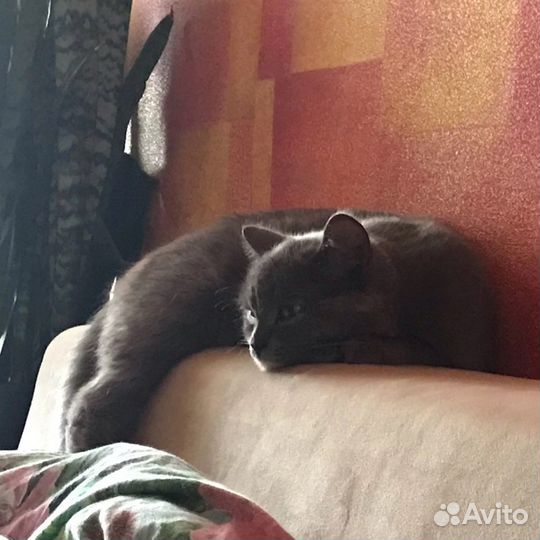 Кошка британка помесь
