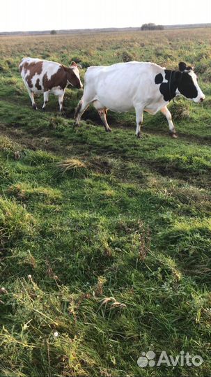 Телки стельные и коровы стельные, дойные