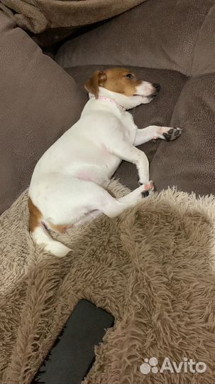 Джек рассел терьер