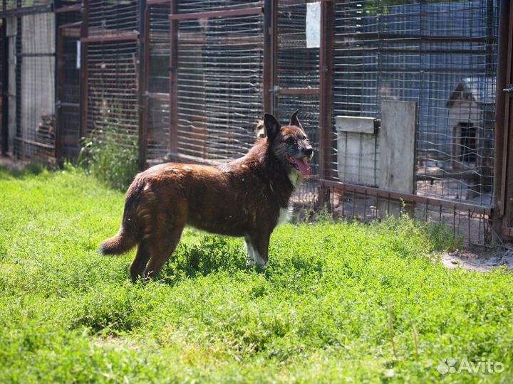 Отдам в добрые руки