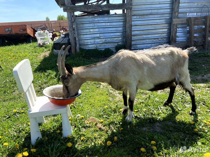 Дойные козы, альпийские