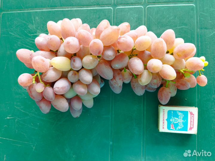 Саженцы и черенки винограда