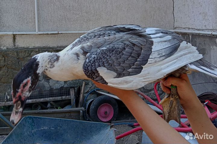 Индоутки разных окрасов: голубые, жемчужные и др