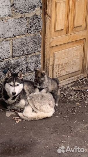 Собаки бесплатно