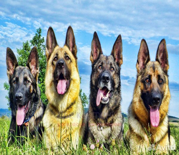 Алмазная мозаика 40x50 Четыре довольных овчарки