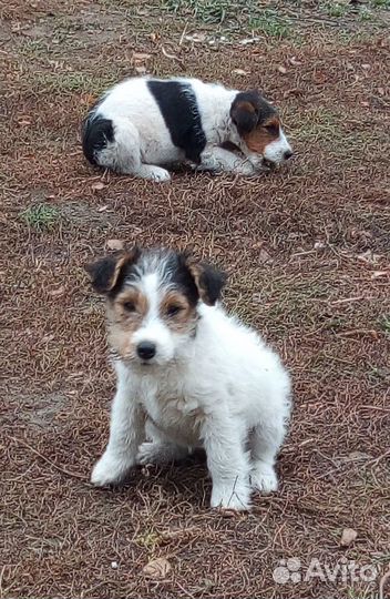 Щенки фокстерьеры