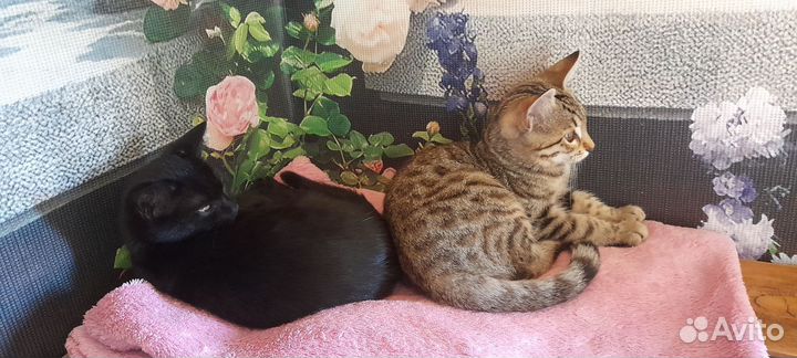 Котята в добрые руки