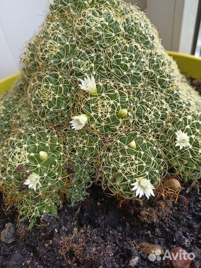 Детки цветущего кактуса 3-4 см