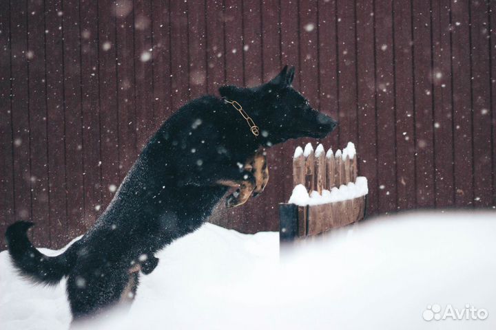 Кобель вязка