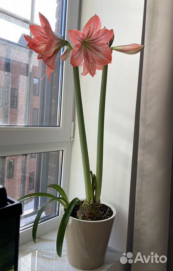 Гиппиаструм