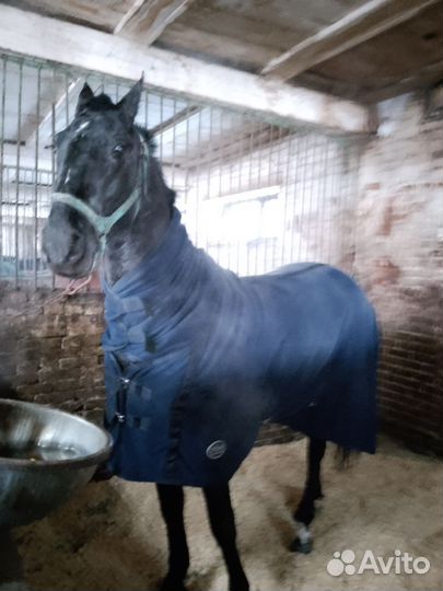 Жеребец Орловский рысак