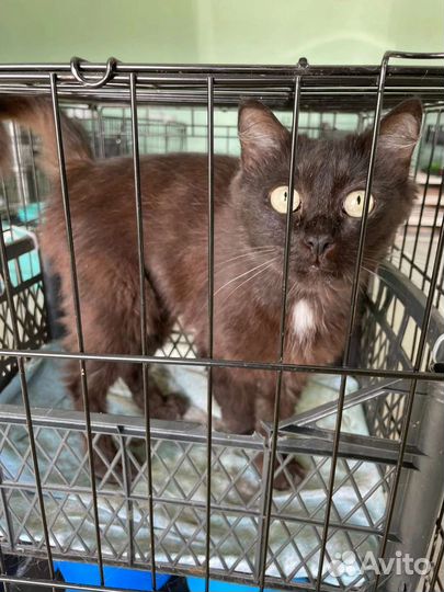 Кошка Ночка