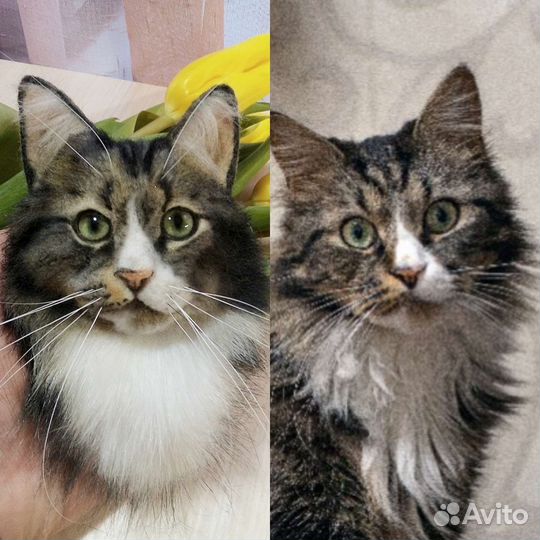 Кошка брошь