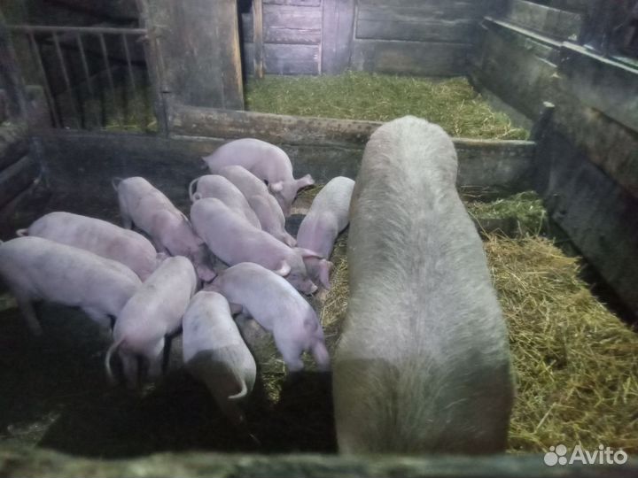 Поросята ландрас